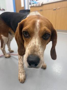 Beagle Dogs Available for Adoption - Colby | PetCurious