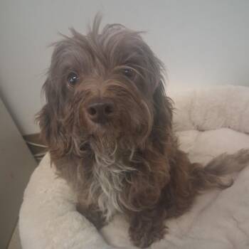 Teddy -  Poodle Dog for Adoption in Fort Bragg, California - Teddy | PetCurious