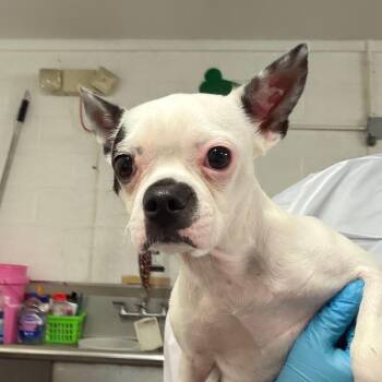 Bonnie -  Boston Terrier Dog for Adoption in Edinburg, Texas - Bonnie | PetCurious