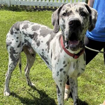 Clifford - TAKING APPLICATIONS -  Great Dane Dog for Adoption in Waterloo, Iowa - Clifford - TAKING APPLICATIONS | PetCurious
