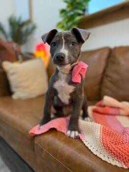 Pit Bull Terrier Dogs Available for Adoption - Butterfly Pixie Dreams | PetCurious