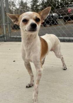 Chihuahua Dogs Available for Adoption in Hackensack, Minnesota - Macaroni | PetCurious