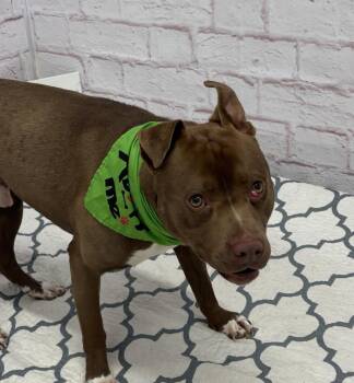 Mixed Breed Dogs Available for Adoption in Detroit, Michigan - Forest | PetCurious