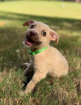Stack -  Terrier Dog for Adoption in Greenville, South Carolina - Stack | PetCurious
