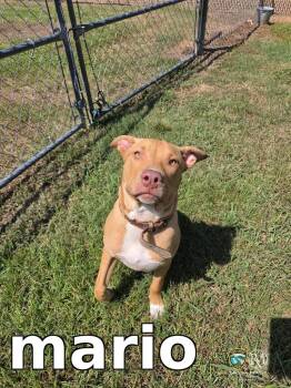 mario -  Pit Bull Terrier Dog for Adoption in Rocky Mount, North Carolina - Mario | PetCurious