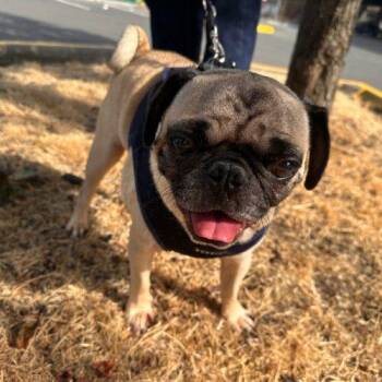 Frost -  Pug Dog for Adoption in Seattle, Washington - Frost | PetCurious
