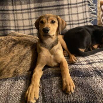 Shepherd and Labrador Retriever Dogs Available for Adoption in San Diego, California - Wrennie | PetCurious