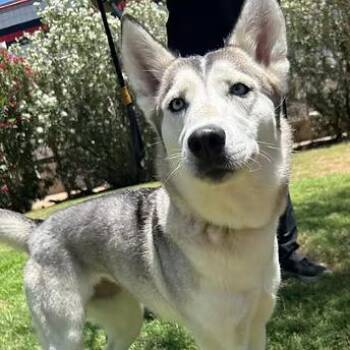 sya -  Siberian Husky Dog Available for Adoption in Glendale, Arizona - Sya | PetCurious