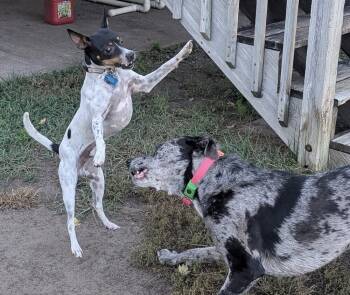 Rescue Rat Terrier Dogs for Adoption in Minneapolis, Minnesota - Bert | PetCurious