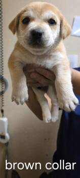 Ramones -  Shepherd and Mixed Breed Dog for Adoption in Roseville, California - Ramones | PetCurious