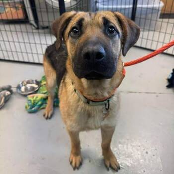 Mixed Breed Dogs Available for Adoption in Bend, Oregon - Spruce | PetCurious