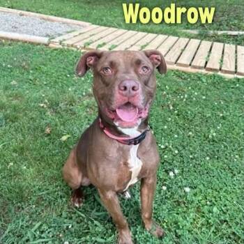 Woodrow -  Pit Bull Terrier Dog for Adoption in Oak Ridge, Tennessee - Woodrow | PetCurious