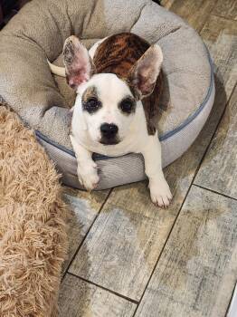 French Bulldog and Jack Russell Terrier Dogs Available for Adoption in Fort Lauderdale, Florida - Nano | PetCurious