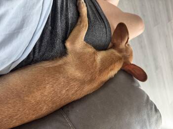 Meriea -  Chihuahua and Mixed Breed Dog for Adoption in Severance, Colorado - Meriea | PetCurious