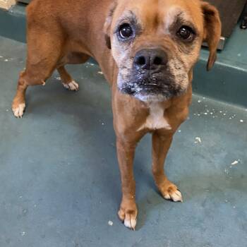 Jade -  Mixed Breed Dog for Adoption in Memphis, Tennessee - Jade | PetCurious