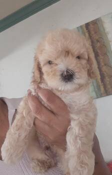 Bingo -  Maltipoo Dog for Adoption - Bingo | PetCurious
