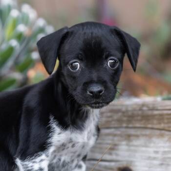 Rescue Wirehaired Terrier and Jack Russell Terrier Dogs for Adoption in San Diego, California - Etsy Pup - Trendy | PetCurious