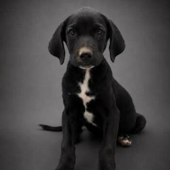 Boone -  Terrier Dog for Adoption in Allentown, Pennsylvania - Boone | PetCurious