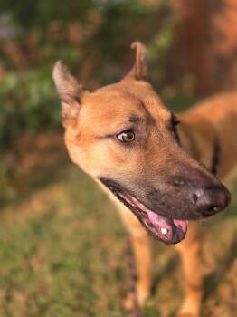 Rescue German Shepherd Dog Dogs for Adoption in Portales, New Mexico - Pheonix (f.k.a. Falcon) | PetCurious