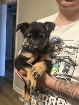 Rescue Shepherd Dogs for Adoption in Mechanicsburg, Pennsylvania - Tippy | PetCurious