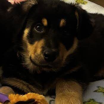 Collie and Cardigan Welsh Corgi Dogs Available for Adoption - Kodiak Bear | PetCurious