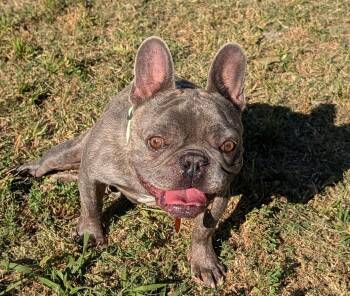 Pac Man A220872 -  French Bulldog Dog for Adoption in Plano, Texas - Pac Man A220872 | PetCurious