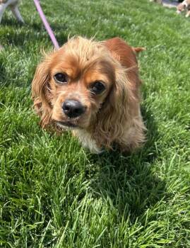 Cocker Spaniel Dogs Available for Adoption in Brownstown, Indiana - Jeffrey | PetCurious