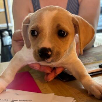 Rescue Mixed Breed Dogs for Adoption in Savannah, Georgia - Rachel Green | PetCurious