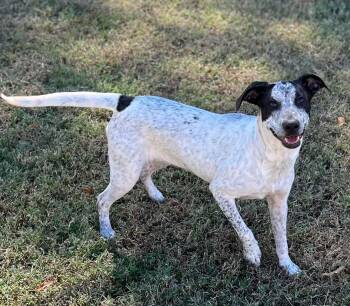 Rescue Australian Cattle Dog Blue Heeler and Bulldog Dogs for Adoption in Greensboro, Georgia - Sarah | PetCurious