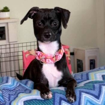 Sparkle -  Chihuahua Dog for Adoption in Kempner, Texas - Sparkle | PetCurious