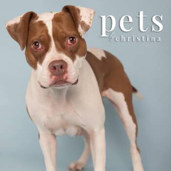 Rescue American Staffordshire Terrier and Boxer Dogs for Adoption in St. Peters, Missouri - Digiorno | PetCurious