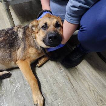 Mixed Breed Dogs Available for Adoption in Summerville, South Carolina - Xena | PetCurious