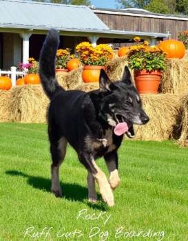 German Shepherd Dog and Mixed Breed Dogs Available for Adoption - Rocky | PetCurious