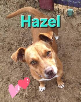 Terrier Dogs Available for Adoption - Hazel | PetCurious