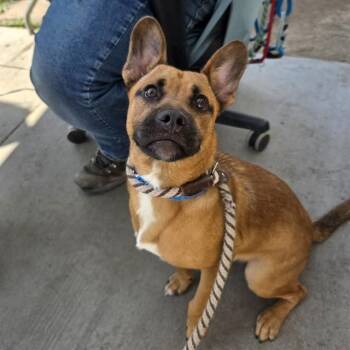 NELSON -  German Shepherd Dog and Cardigan Welsh Corgi Dog for Adoption in Long Beach, California - NELSON | PetCurious