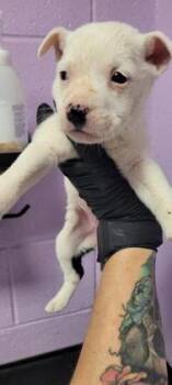 Rescue Mixed Breed Dogs for Adoption in El Paso, Texas - 59762014 | PetCurious