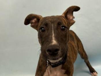 Turbo -  Chihuahua and Mixed Breed Dog for Adoption in Golden Valley, Minnesota - Turbo | PetCurious
