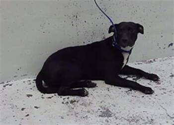 KARRAH -  Staffordshire Bull Terrier and Mixed Breed Dog for Adoption in Houston, Texas - KARRAH | PetCurious