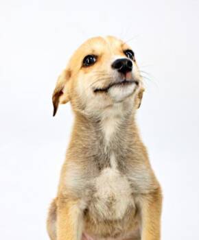 Cobbler -  Husky and Mixed Breed Dog for Adoption in Morton Grove, Illinois - Cobbler | PetCurious