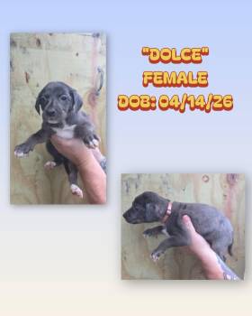 Catahoula Leopard Dog and Australian Shepherd Dogs Available for Adoption in Baker, Louisiana - Dolce | PetCurious