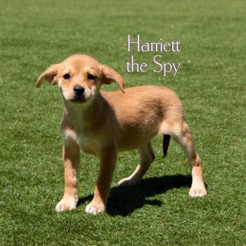 Harriett the Spy -  Mixed Breed Dog for Adoption in Parkersburg, West Virginia - Harriett The Spy | PetCurious
