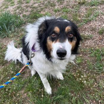 Border Collie Dogs Available for Adoption in Cheyenne, Wyoming - Pongo | PetCurious