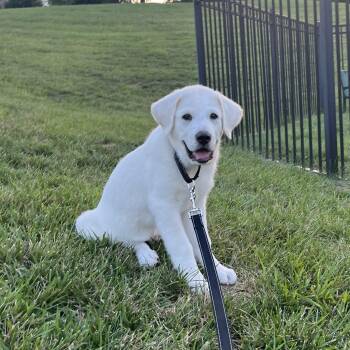 Glacier -  Great Pyrenees Dog for Adoption in Spring Hill, Tennessee - Glacier | PetCurious