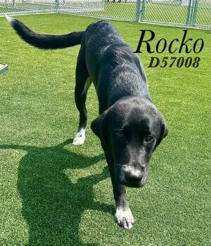 Rocko -  Labrador Retriever and Mixed Breed Dog for Adoption in Clarksville, Tennessee - Rocko | PetCurious