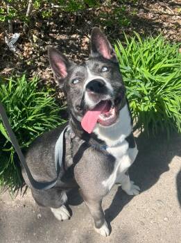Husky Dogs Available for Adoption in Peconic, New York - Genesis | PetCurious