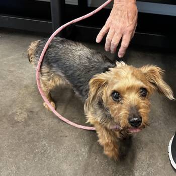 Yorkshire Terrier Dogs Available for Adoption in Tampa, Florida - Maizee (Daisy) | PetCurious