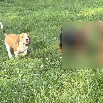 Misha -  Mixed Breed Dog for Adoption in Fredericksburg, Virginia - Misha | PetCurious