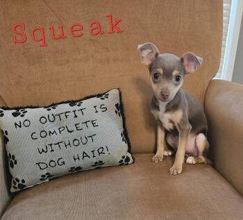 Squeak -  Chihuahua Dog for Adoption in Mount Pleasant, North Carolina - Squeak | PetCurious