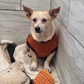Ted Lasso -  Chihuahua and Mixed Breed Dog for Adoption in Muncie, Indiana - Ted Lasso | PetCurious