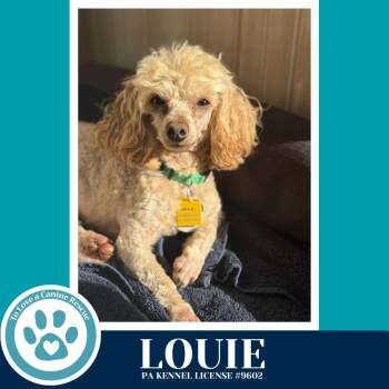 Poodle Dogs Available for Adoption - Louie 030826 | PetCurious